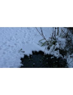 Dammvärmare 100 W 2