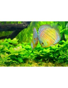 Maxspect RSX Freshwater 2