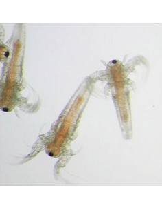 Artemia Cysts hashed 2
