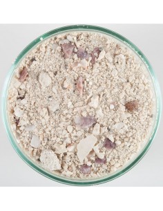 Caribsea Bimini Pink 2