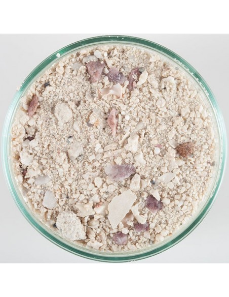 Caribsea Bimini Pink